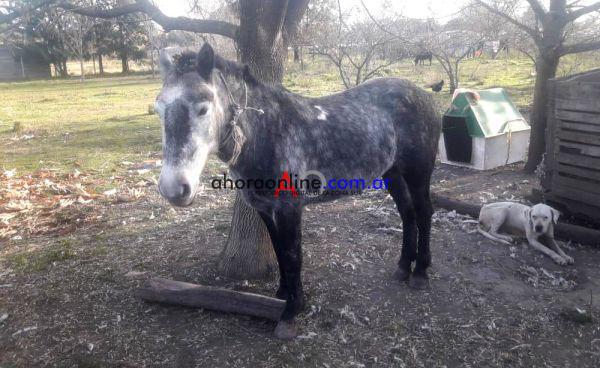 EQUINO