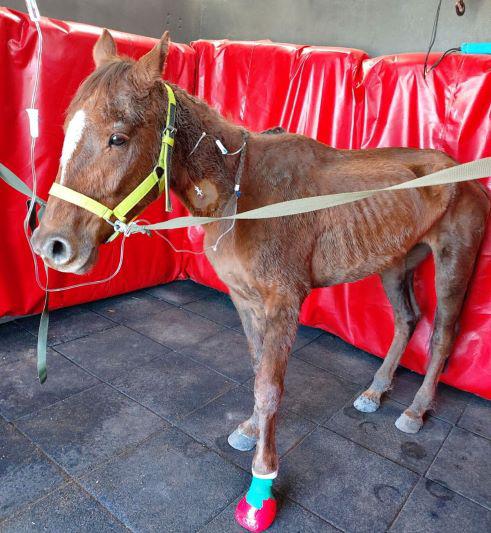 CABALLO