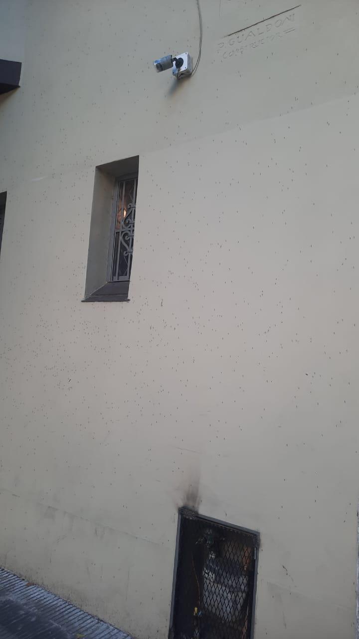 mosqui