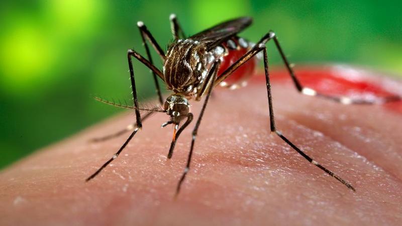 sn-mosquitoes_2