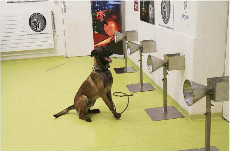 perro