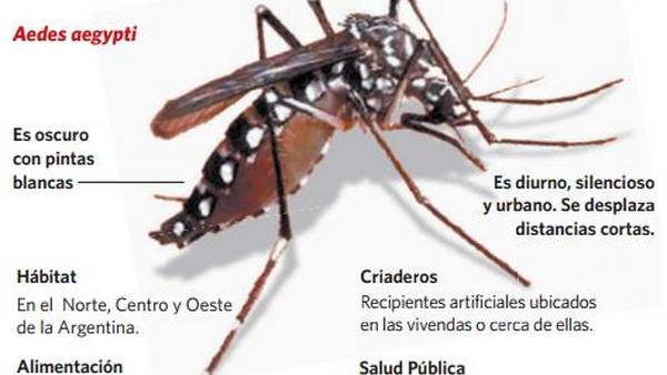 🦟 Mendoza En Alerta ¿cómo Reconocer Al Mosquito Del Dengue Mendoza