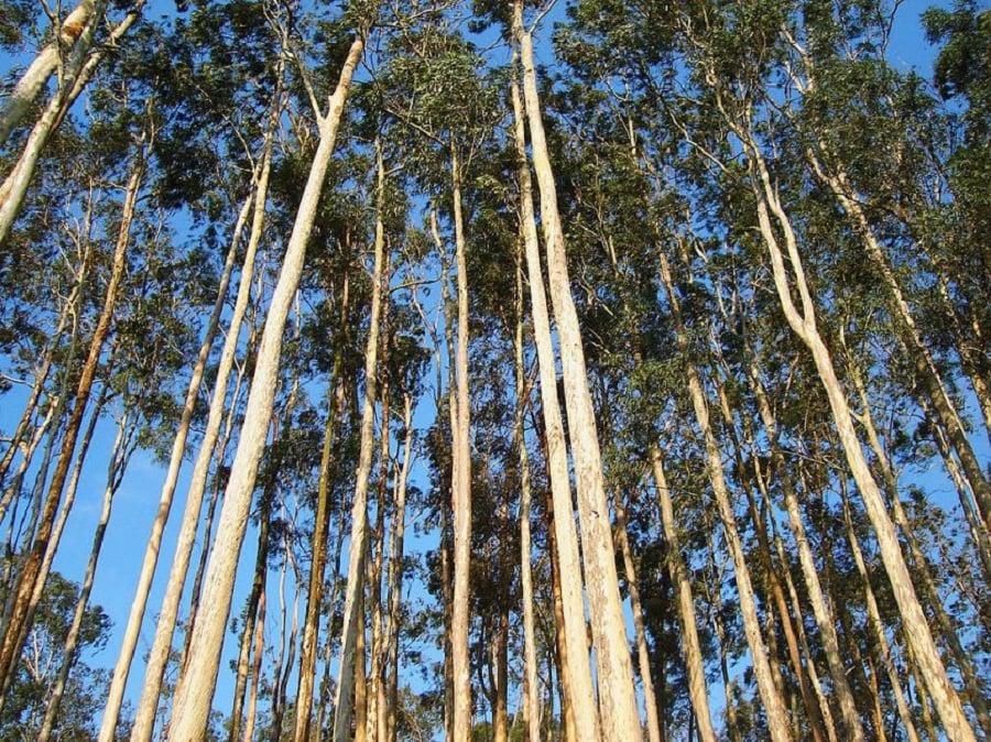 arboles