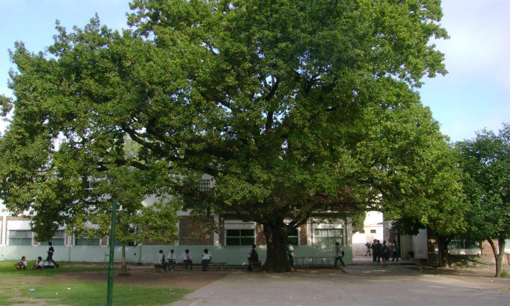 ESCUELA