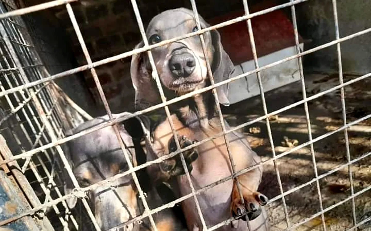 perritos-vivian-condiciones-pesimas-reportaron_0_0_1200_747