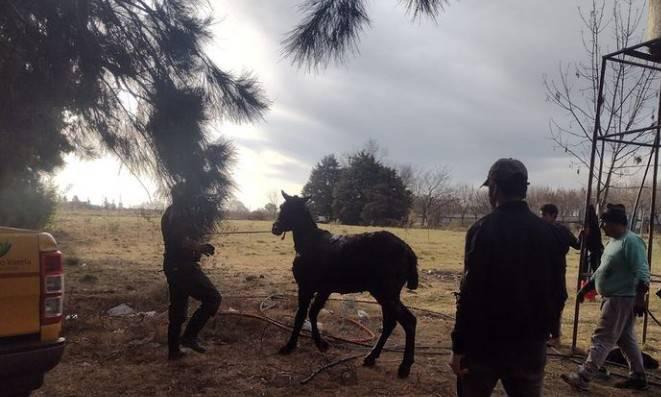 CABALLO