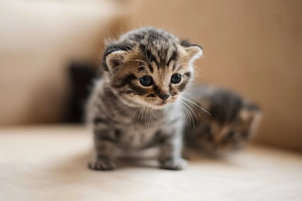 Cuidados-para-un-gato-recien-nacido-Blog-de-Pampermut