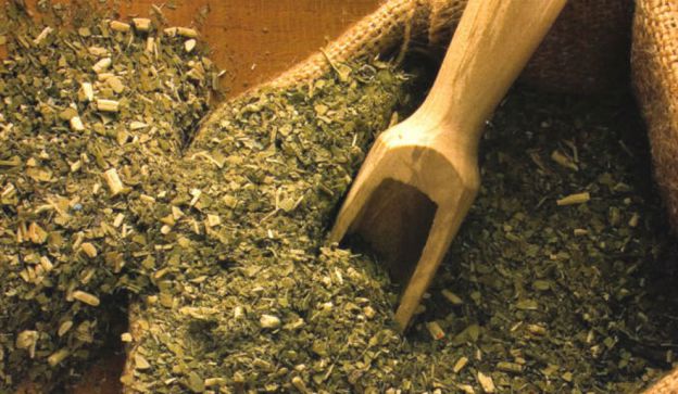 yerba-mate