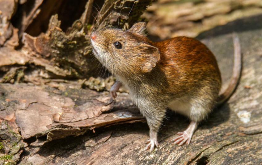 raton