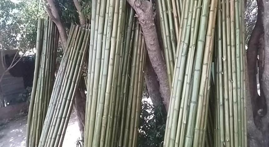 CAÑAS