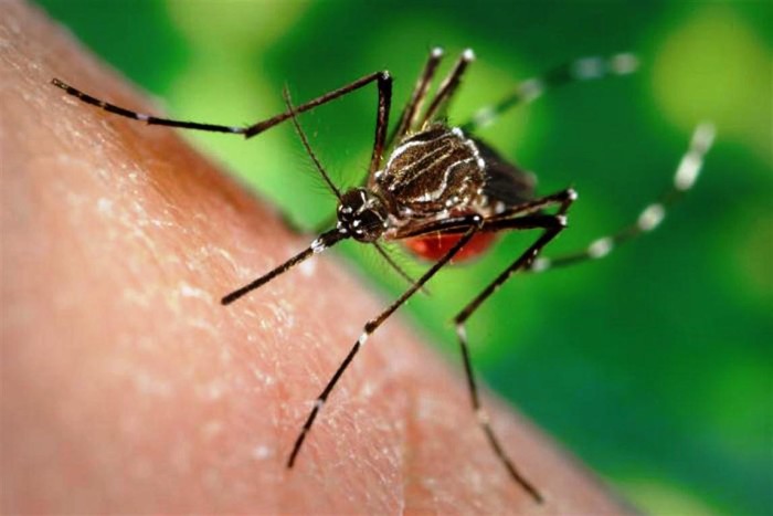 dengue-mosquito-700x467