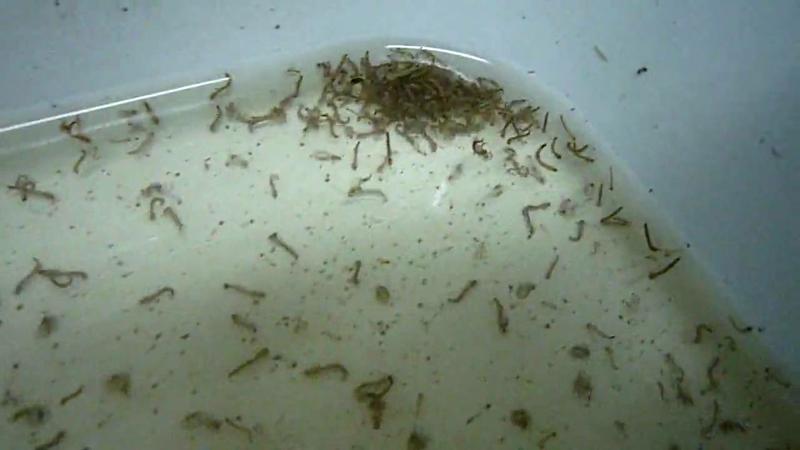 Larvas_Mosquitos
